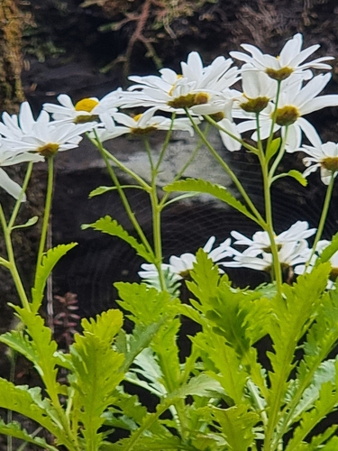 Argyranthemum pinnatifidum