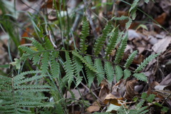 Leptogramma mollissima