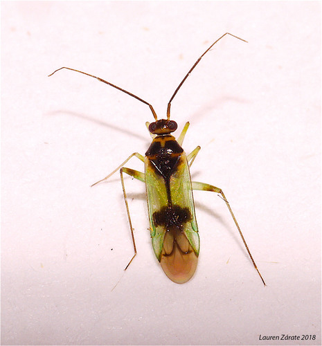 Paraproba burkei · iNaturalist