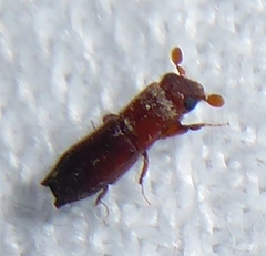 Platypodinae