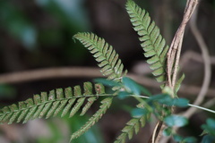 Arachniodes simplicior