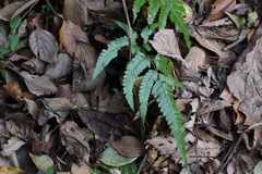 Arachniodes simplicior