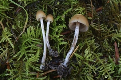 Psilocybe pelliculosa