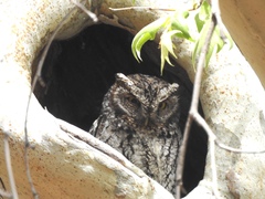 Megascops trichopsis