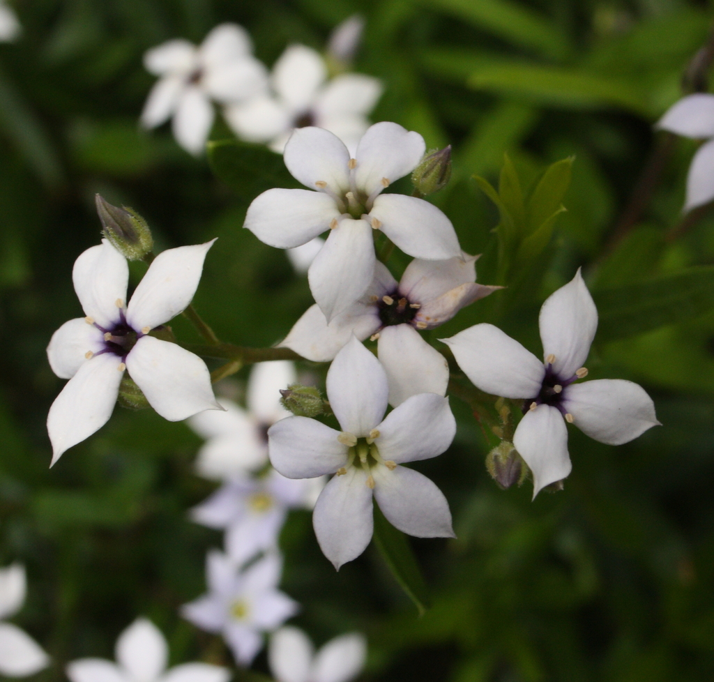 Billardiera lehmanniana