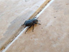 Scotobius pilularius