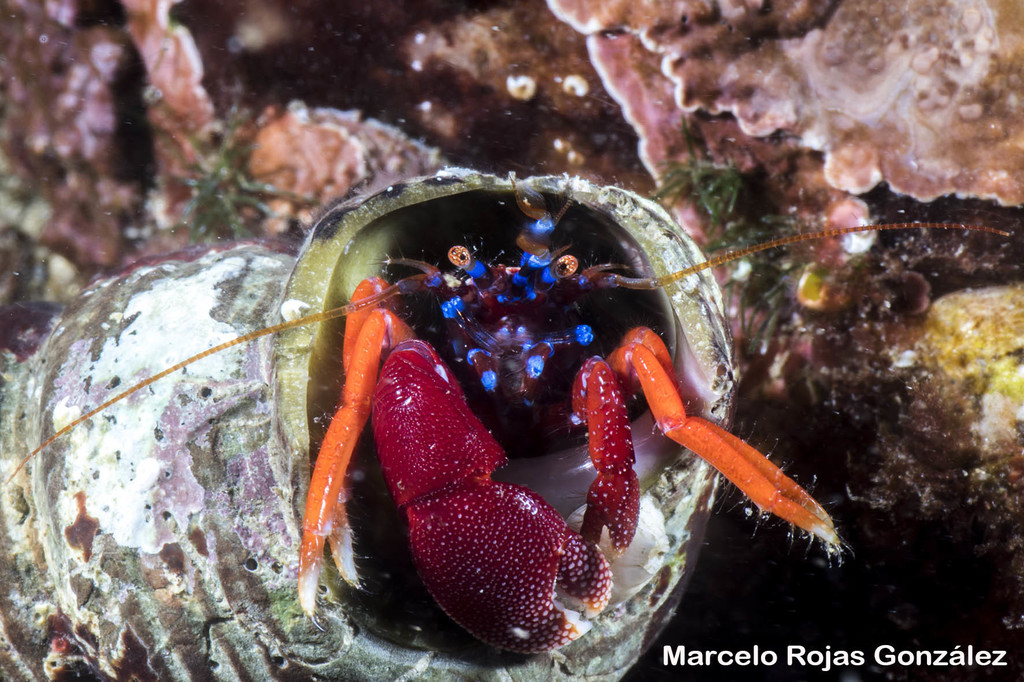 Chilean Hermit Crab