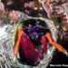 Chilean Hermit Crab - Photo (c) Marcelo Andrés Rojas González, some rights reserved (CC BY-NC), uploaded by Marcelo Andrés Rojas González