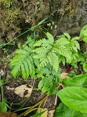 Pteris incompleta image