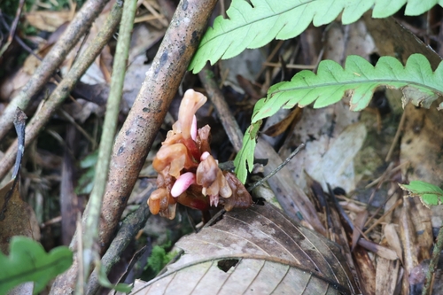 Amomum austrosinense