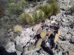 Opuntia stenopetala
