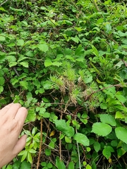 Plantago arborescens subsp. maderensis image