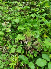 Plantago arborescens subsp. maderensis image