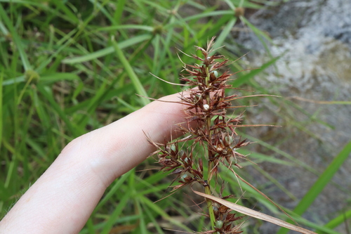 Nutrush (Scleria ciliaris)