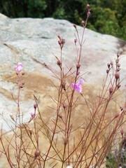 Agalinis plukenetii