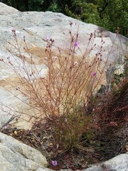 Agalinis plukenetii