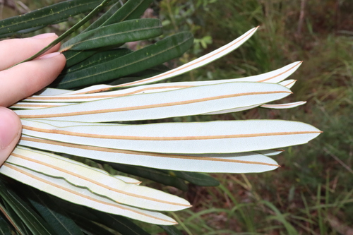Image of Banksia aquilonia by (c) Thomas Mesaglio, some rights reserved (CC BY)