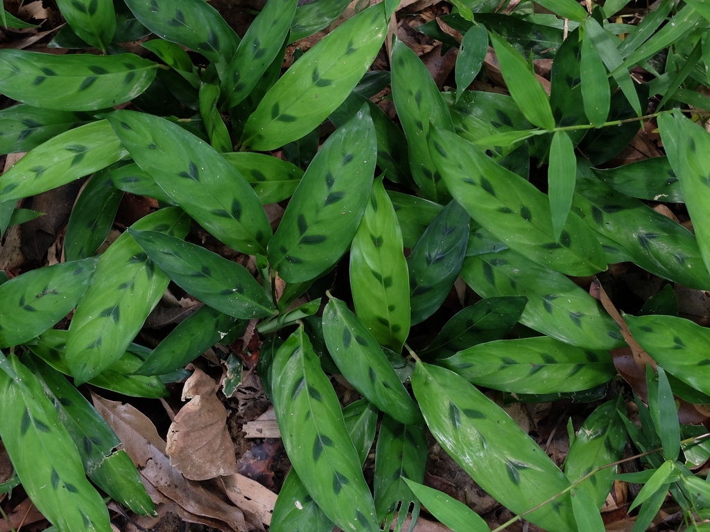 Stachyphrynium repens (Stachyphrynium repens)