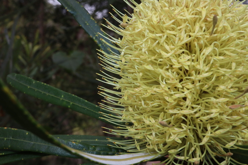 Image of Banksia aquilonia by (c) Thomas Mesaglio, some rights reserved (CC BY)