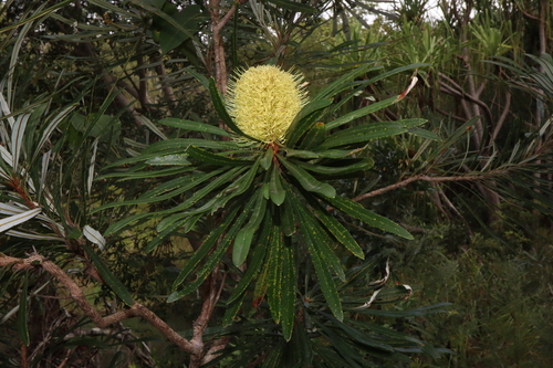 Northern Banksia (Banksia aquilonia)