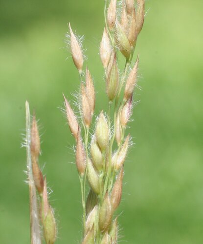Eriachne sulcata observed 2008-03-16