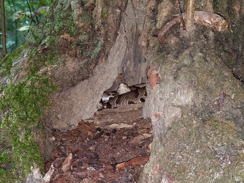 Eastern Copperhead photographed in Georgia