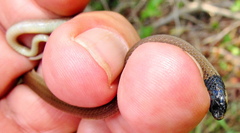 Aparallactus capensis