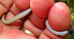 Aparallactus capensis