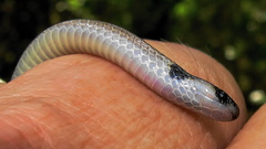 Aparallactus capensis