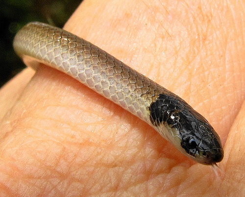 Photo of a Cape Centipede Eater (Aparallactus capensis)