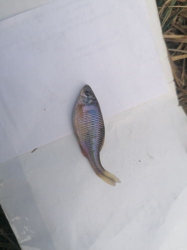 Amur bitterling (Rhodeus sericeus) — Cyprinidae — 2