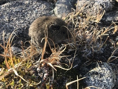 Microtus montanus