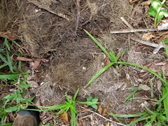 Aparallactus capensis