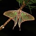 Spanish Moon Moth - Photo (c) Pablo Pozo, some rights reserved (CC BY-NC), uploaded by Pablo Pozo