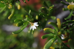 Scaevola hainanensis