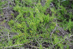 Scaevola hainanensis