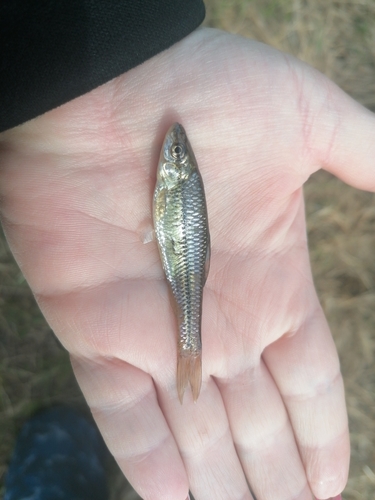 False razbora (Pseudorasbora parva) — Cyprinidae — 2