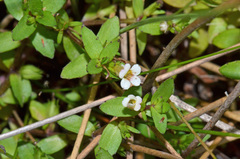 Gratiola sexdentata