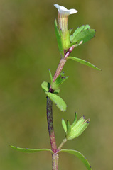 Gratiola sexdentata