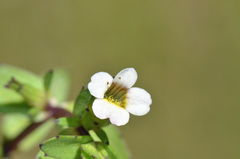 Gratiola sexdentata