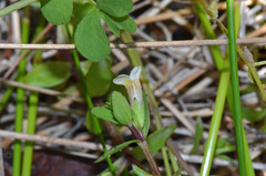 Gratiola sexdentata
