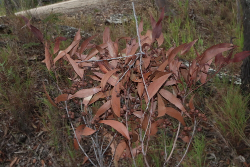 Image of Eucalyptus mediocris by (c) Thomas Mesaglio, some rights reserved (CC BY)