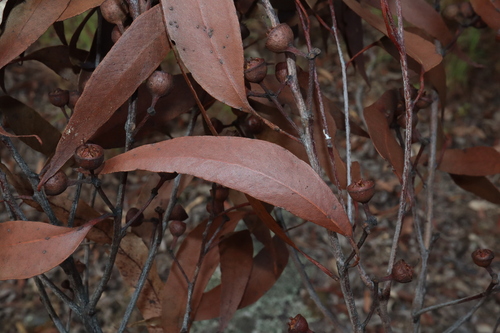 Image of Eucalyptus mediocris by (c) Thomas Mesaglio, some rights reserved (CC BY)