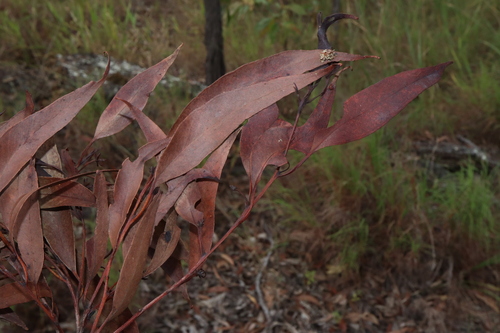 Image of Eucalyptus mediocris by (c) Thomas Mesaglio, some rights reserved (CC BY)