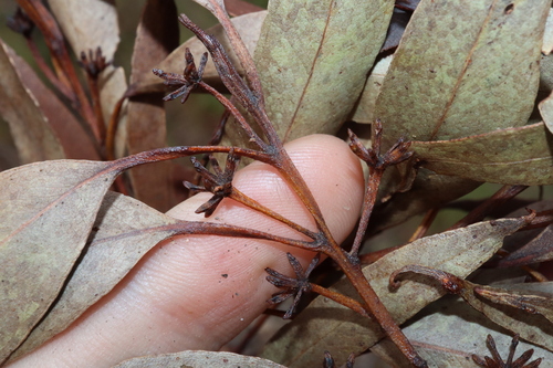 Image of Eucalyptus mediocris by (c) Thomas Mesaglio, some rights reserved (CC BY)