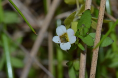 Gratiola sexdentata