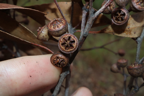 Image of Eucalyptus mediocris by (c) Thomas Mesaglio, some rights reserved (CC BY)