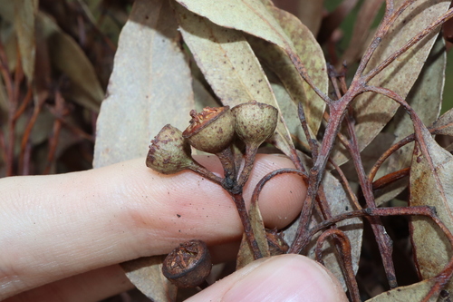 Image of Eucalyptus mediocris by (c) Thomas Mesaglio, some rights reserved (CC BY)