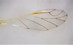 Euceraphis betulae