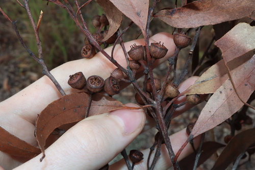 Image of Eucalyptus mediocris by (c) Thomas Mesaglio, some rights reserved (CC BY)
